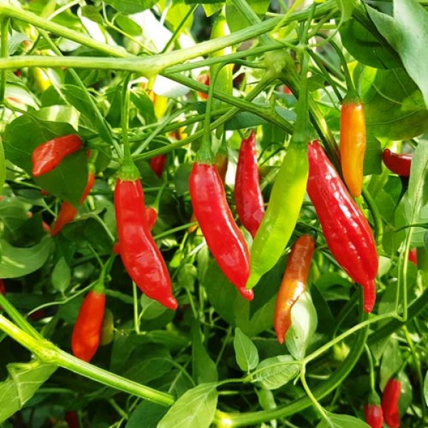 Aji_Huanuco_Chili_Samen_1.jpg