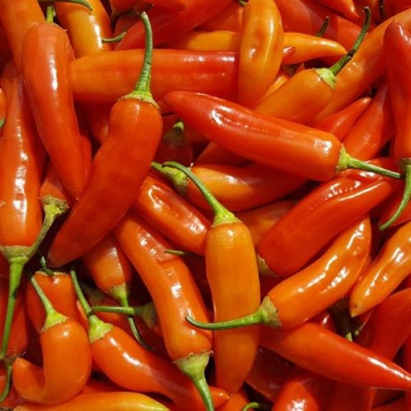 Aji Cristal Chili Samen