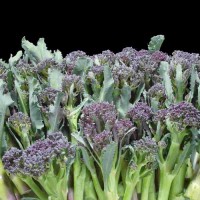 Brokkoli_Summer_Sprouting_Purple_Samen_1.jpg Brokkoli_Summer_Sprouting_Purple_Samen_1.jpg