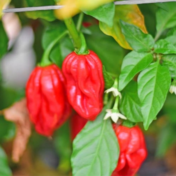 Habanero_Guadalupe_red_Chili_Samen_01.jpg