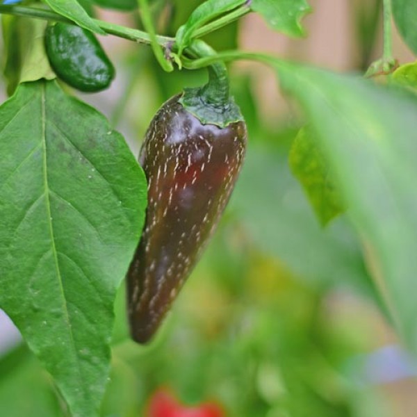 Jalapeno_Purple_Chili_Samen_1.jpg