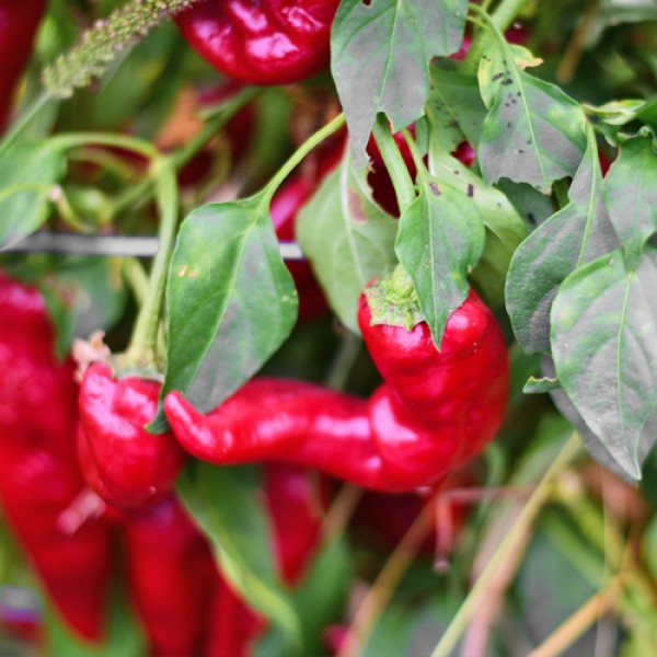 Zhengzhou_Chili_Samen_02.jpg