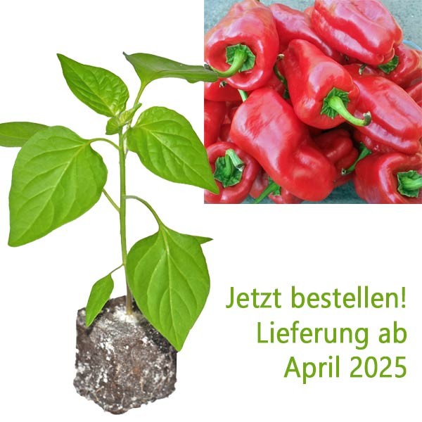 BIO Letschauer Schoten Pfeffer Chili-Pflanze