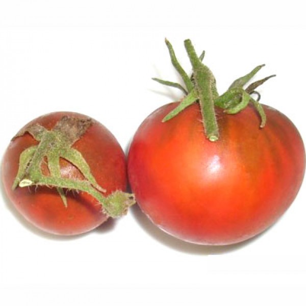 Black Truffle Tomaten Samen