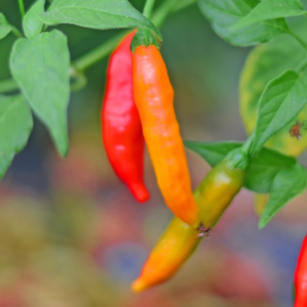 Inferno_Chili_Samen_1.jpg