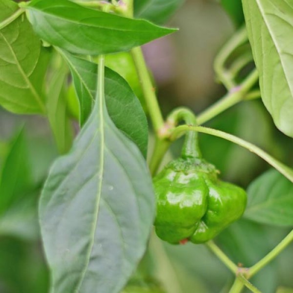 Bio Scotch Bonnet Yellow Chili Samen