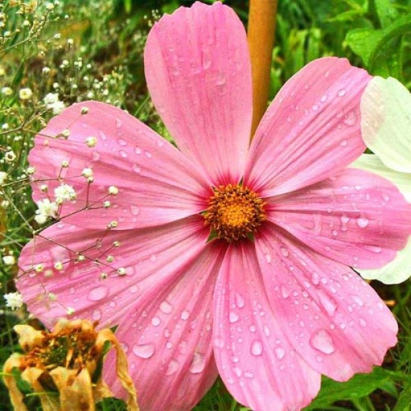 Schmuckkoerbchen_Cosmea_Gloria_Samen_1.jpg