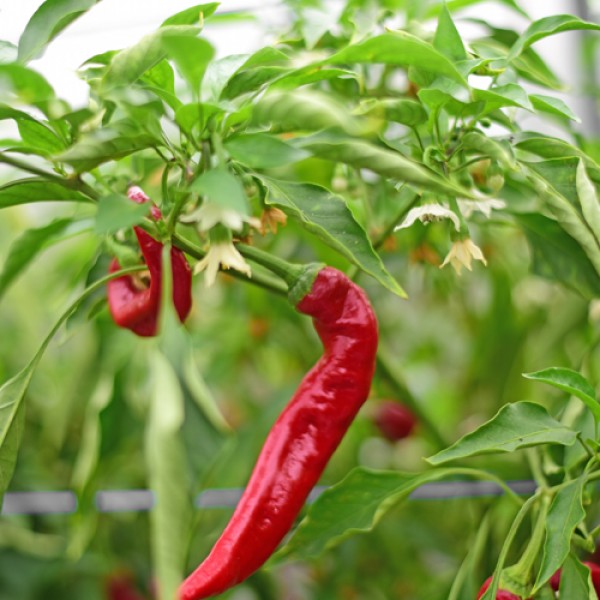 Bio Jimmy Nardellos Chili Samen