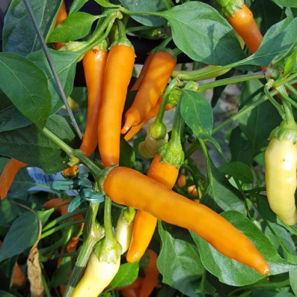 Portokolova_Fifironka_Chili_Samen_1.jpg