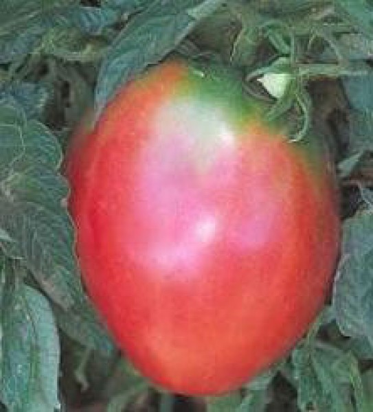 Oxheart Pink Tomaten Samen