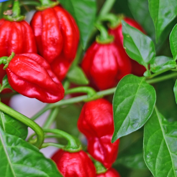 Bio Habanero MauruSauru Chili Samen