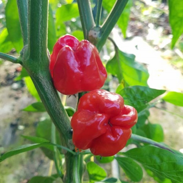 Kitchenpepper_Chili_Samen_1.jpg