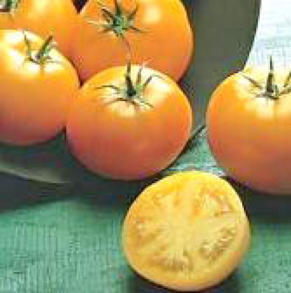 Golden Sunray Tomaten Samen