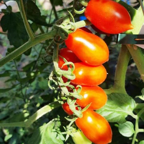 Elfin_Tomaten_Samen_1.jpg