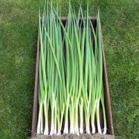 Fruehlingszwiebel_Ishikura_Bunching_Samen_1.jpg Fruehlingszwiebel_Ishikura_Bunching_Samen_1.jpg