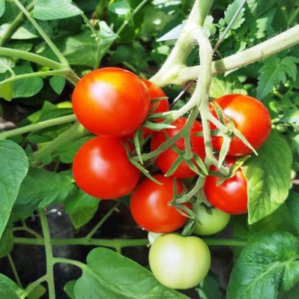 Selbst_gezogene_Tomaten_lecker_und_gesund_1.jpg