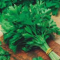 Petersilie_Flat_Leaf_Samen_1.jpg Petersilie_Flat_Leaf_Samen_1.jpg