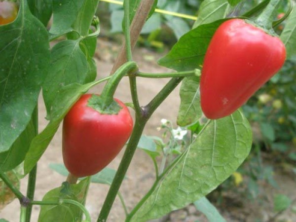 Barbados_Pepper_Chili_Samen_1.jpg