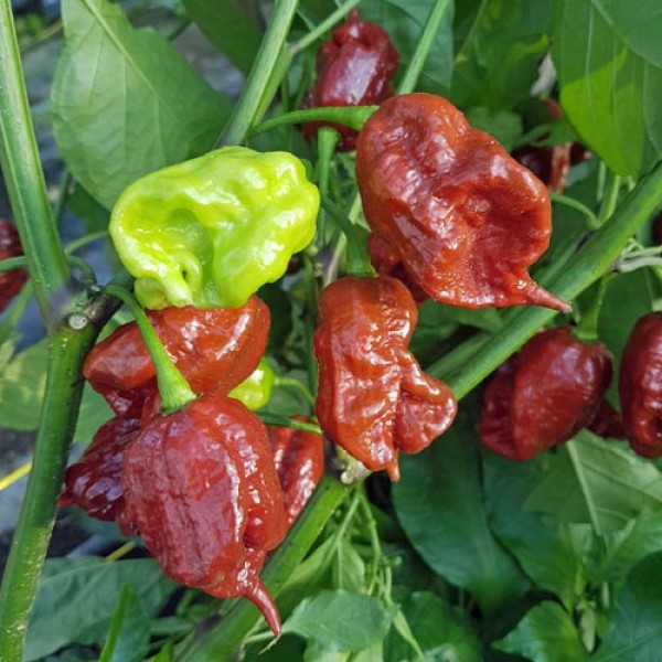 Carolina Reaper Brown Chili Samen