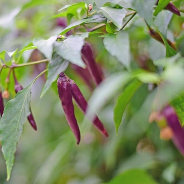 Cayenne_Purple_Chili_Samen_1.jpg