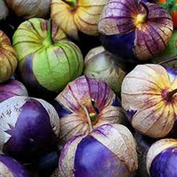 Tomatillo_Purple_Samen_1.jpg