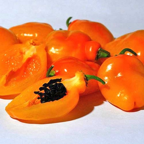 Manzano_Rocoto_Orange_Chili_Samen_1.jpg