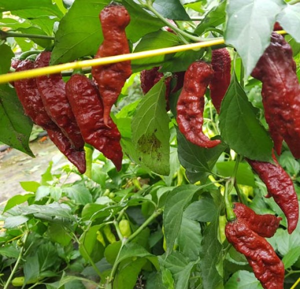 Bio Bhut Jolokia Caramel Chili Samen