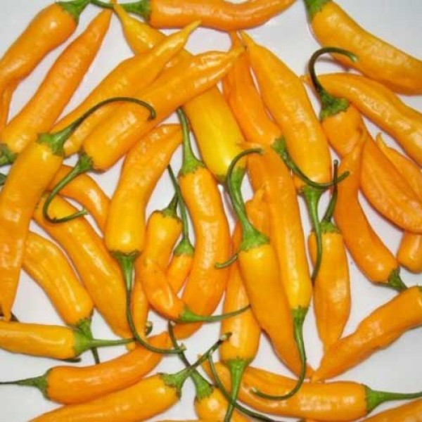 Aji_Golden_Chili_Samen_1.jpg