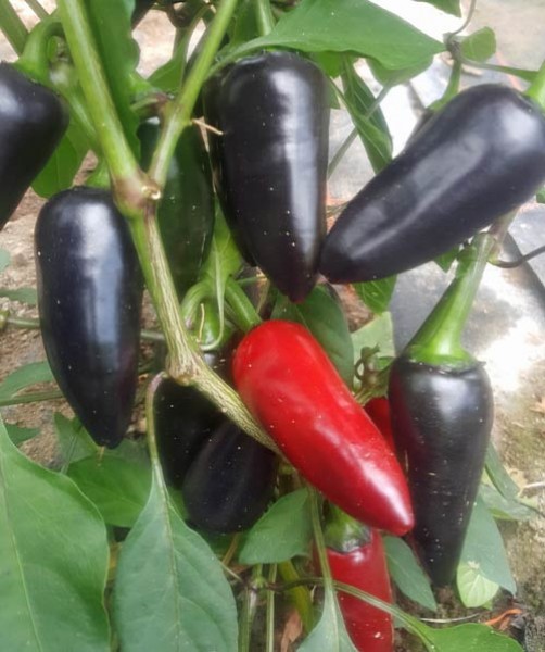 Jalapeno Purple Chili Samen