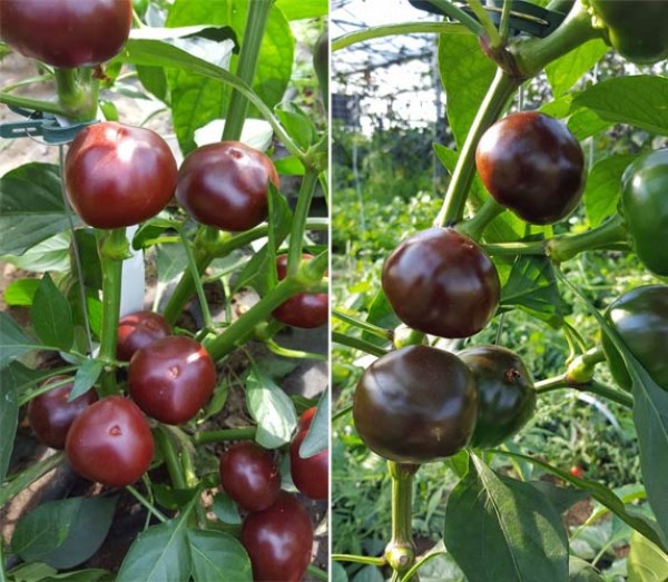 Chocolate Cherry Chili Samen