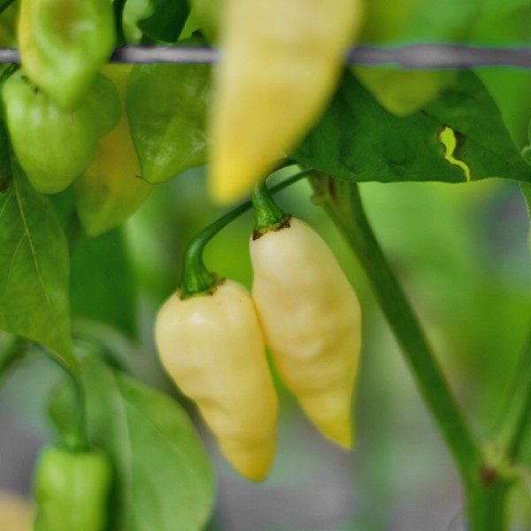Fatalii weiß Chili Samen