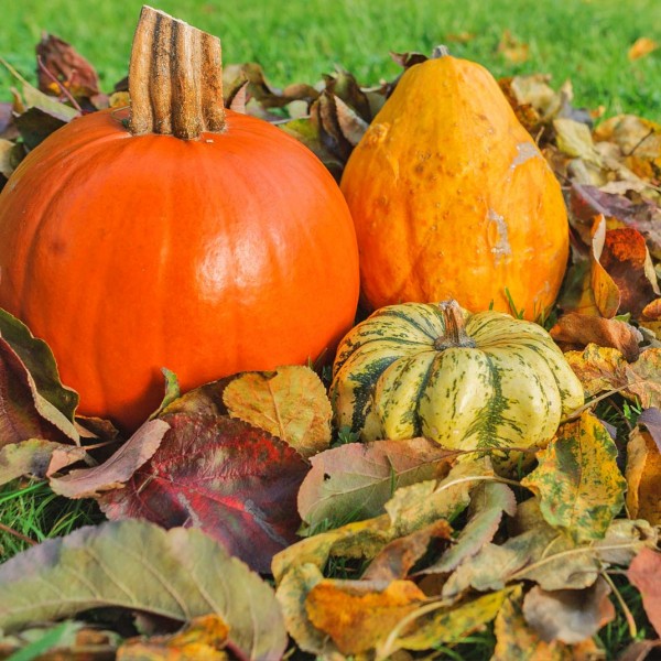 Gartentipps für den Oktober