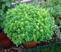 Basilikum_Spicy_Globe_Bush_Samen_1.jpg Basilikum_Spicy_Globe_Bush_Samen_1.jpg