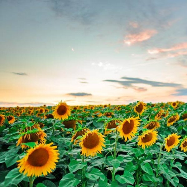 Die_praechtige_Sonnenblume_01.jpg