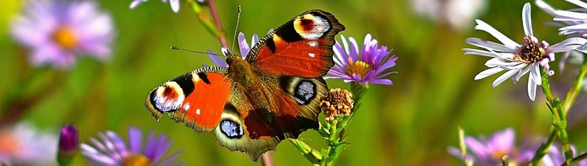 Schmetterlinge im Garten