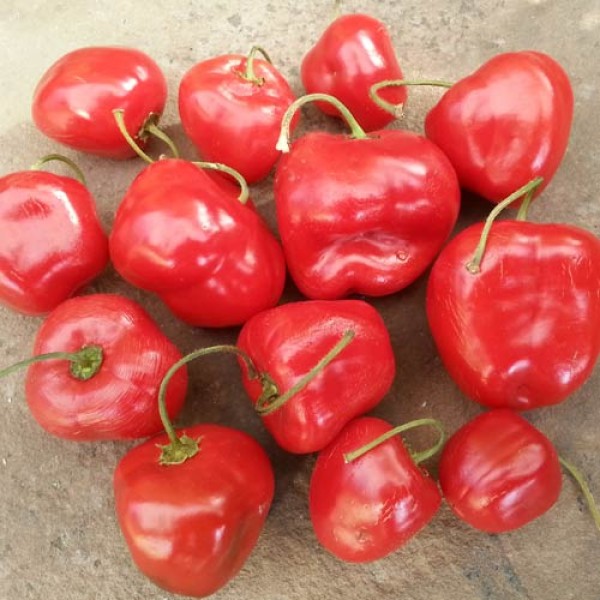 Rocoto_Manzano_Red_Chili_Samen_1.jpg