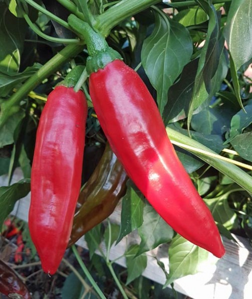 Guajillo_Chili_Samen_1.jpg