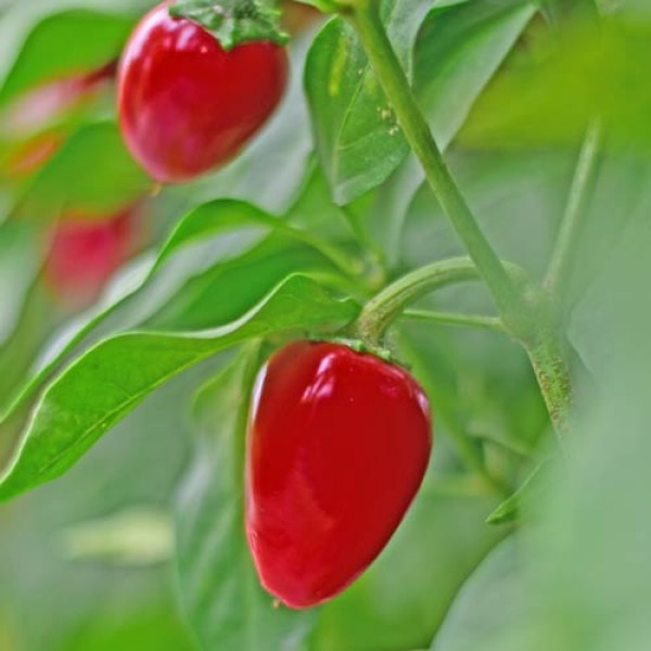 Bio Jalapeno M Chili Samen