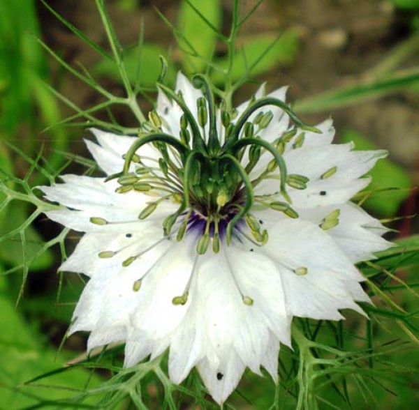 Jungfer im Grünen White Samen