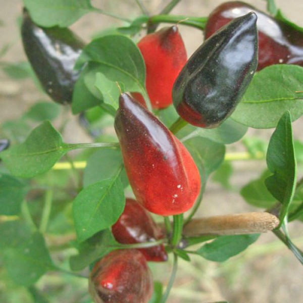 Hot Plum Chili Samen