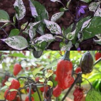 Purple_Tiger_Chili_Samen_1.jpg Purple_Tiger_Chili_Samen_1.jpg