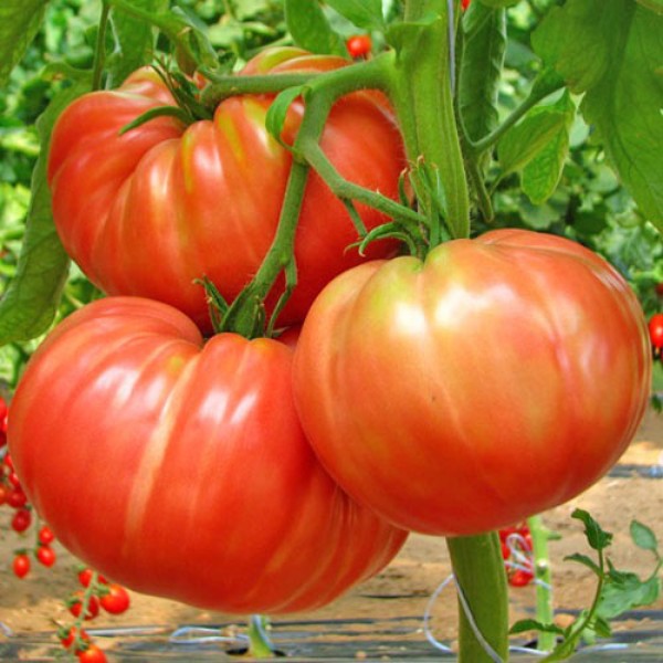 Belmonte Tomaten Samen
