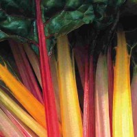 Mangold_Rainbow_Mix_Samen_1.jpg Mangold_Rainbow_Mix_Samen_1.jpg