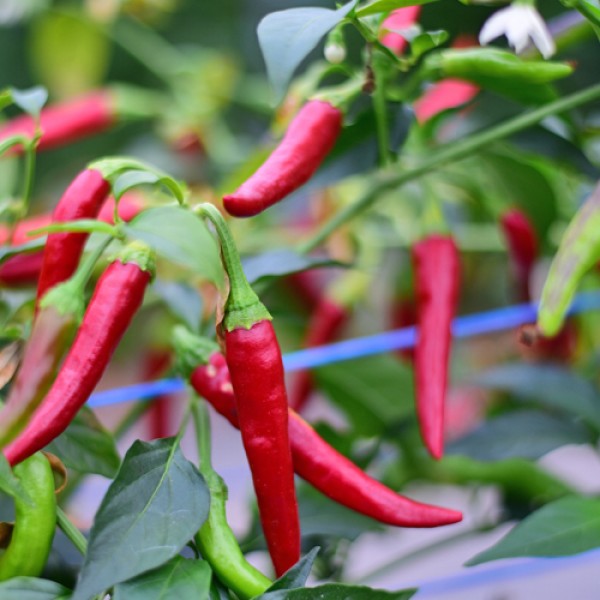 Bio NuMex Twilight Chili Samen