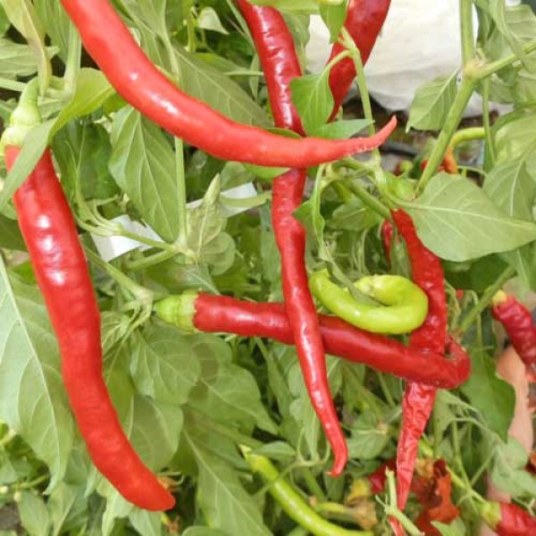 Guindilla Blanca Vinagre Chili Samen