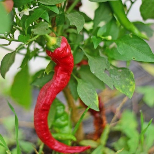 Cow Horn Chili Samen