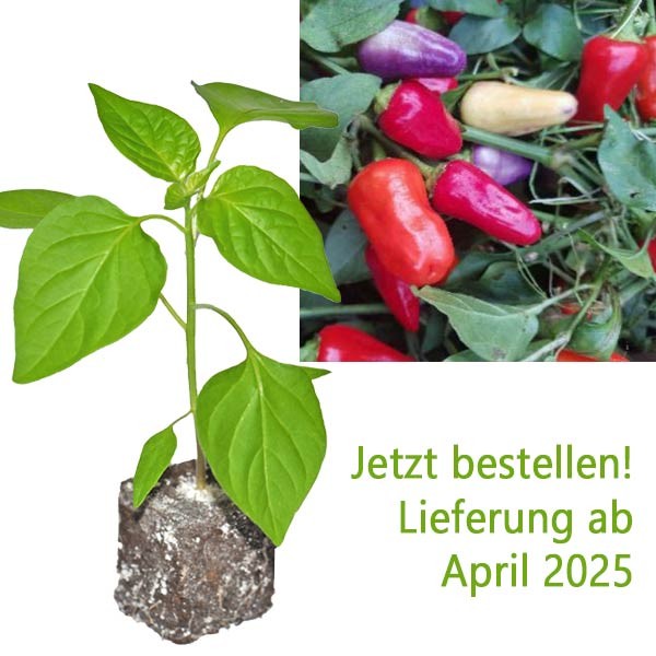 BIO_Chinese_Five_Color_Chili-Pflanze_01.jpg