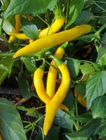 Cayenne_Golden_Chili_Samen_1.jpg Cayenne_Golden_Chili_Samen_1.jpg