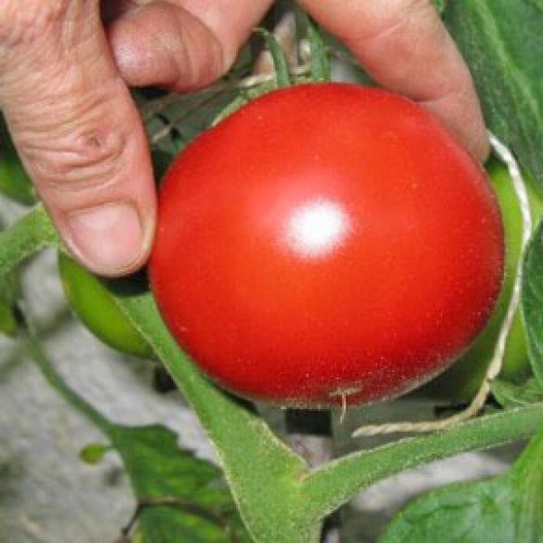 Saint Pierre Sweet Tomaten Samen