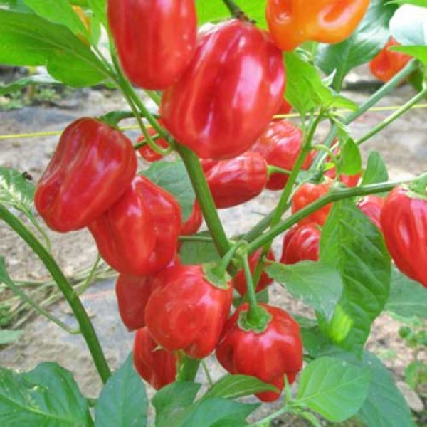 Habanero_Sucatuba_Chili_Samen_1.jpg